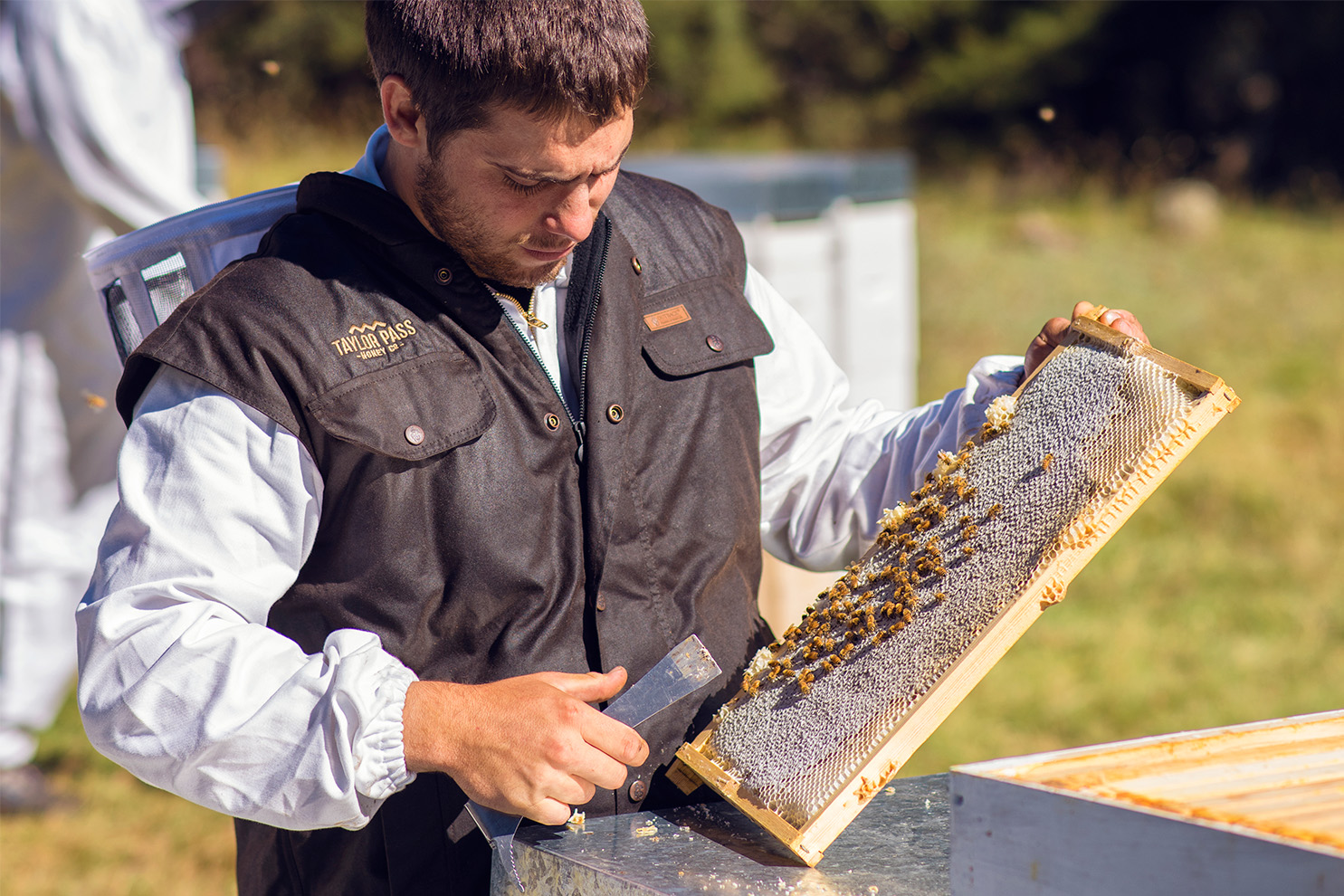 Beekeeper-checking-frame