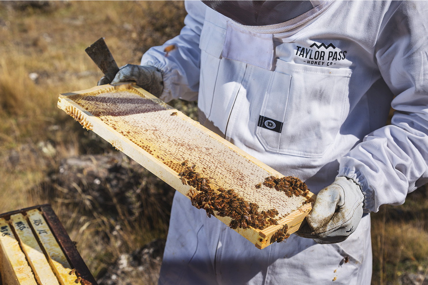 Beekeeper-checking-frame