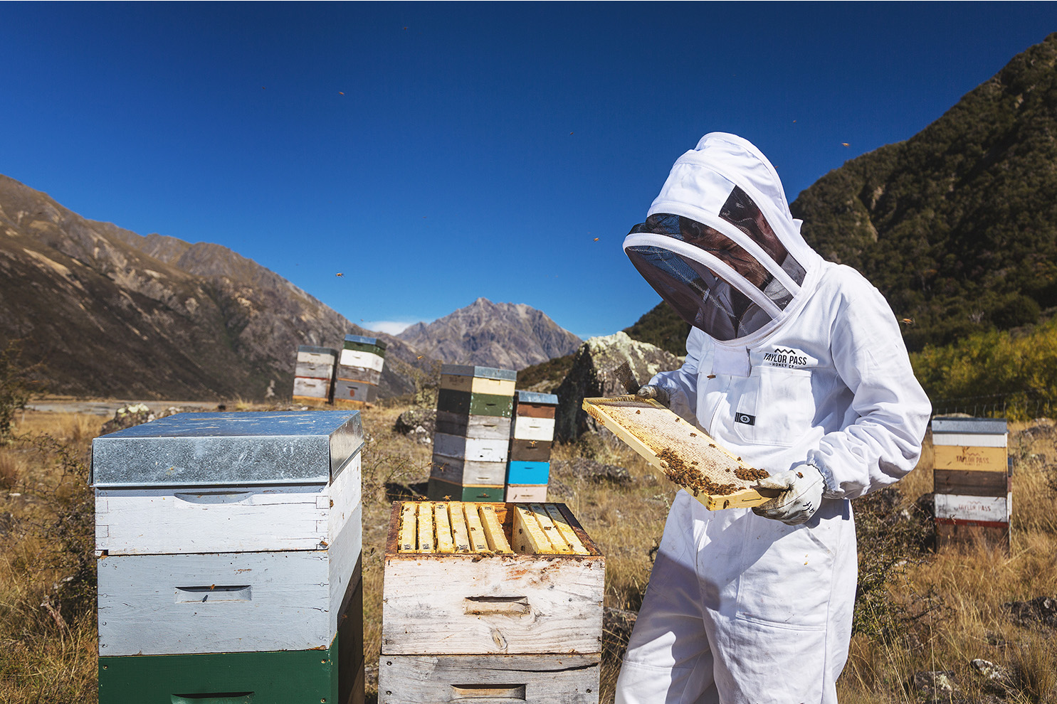 Beekeeper-checking-frame