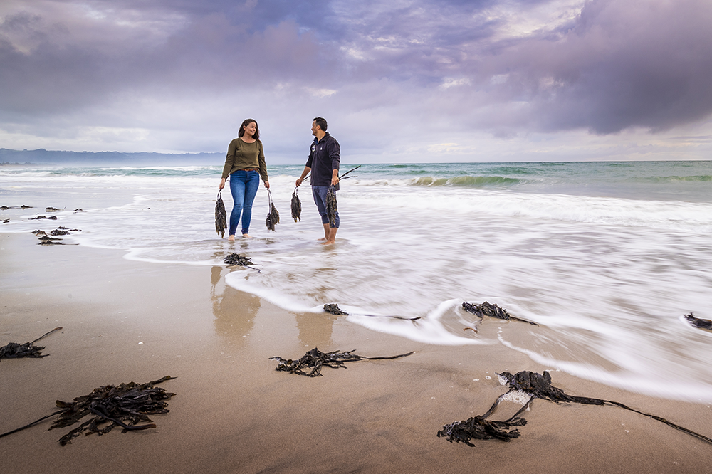 Harvesting seaweed for biostimulants