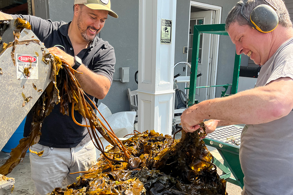 Seaweed collecting