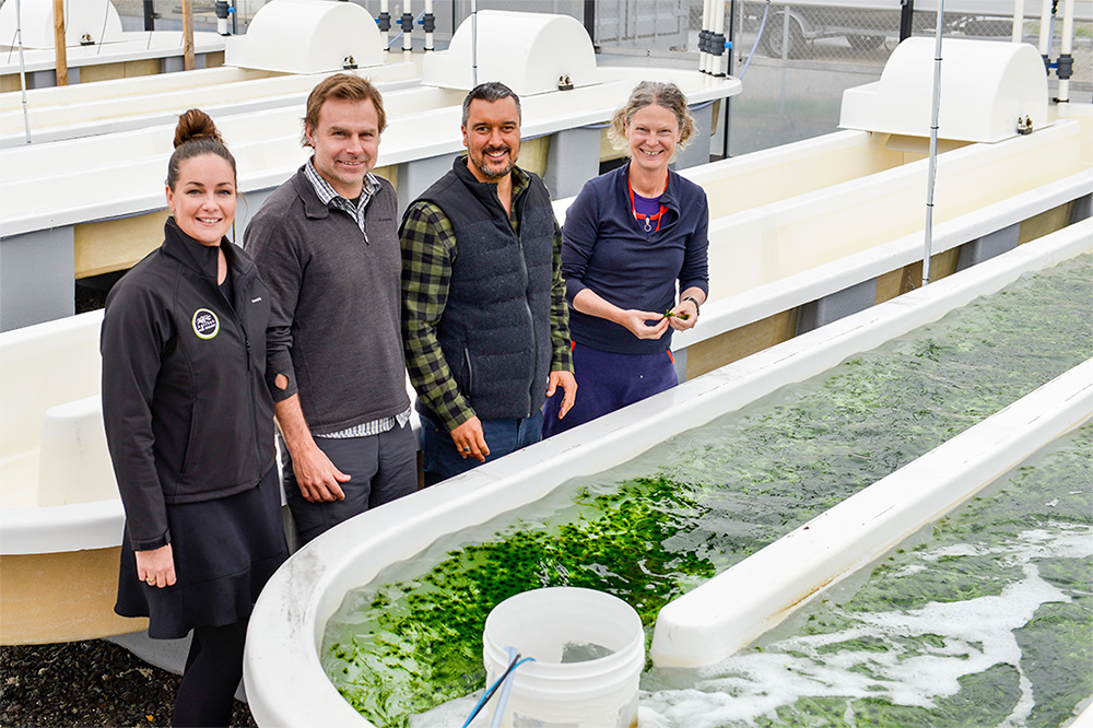 Seaweed growing tanks for future biostimulants and food