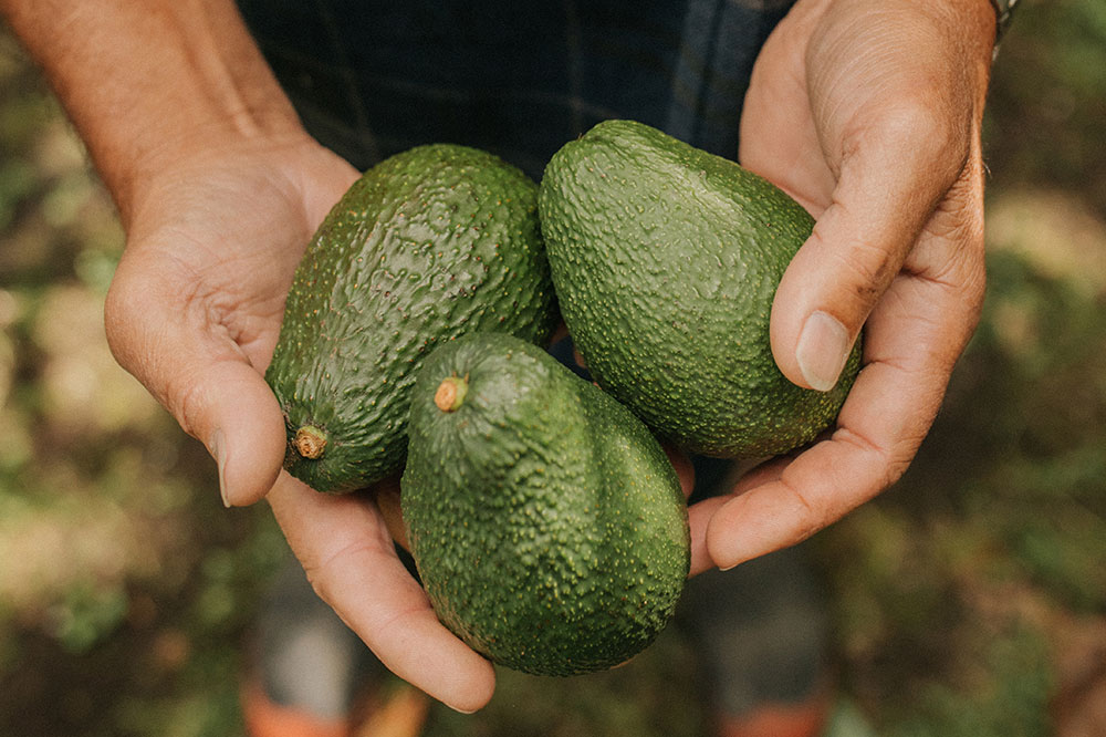 Three avocados in growers hands
