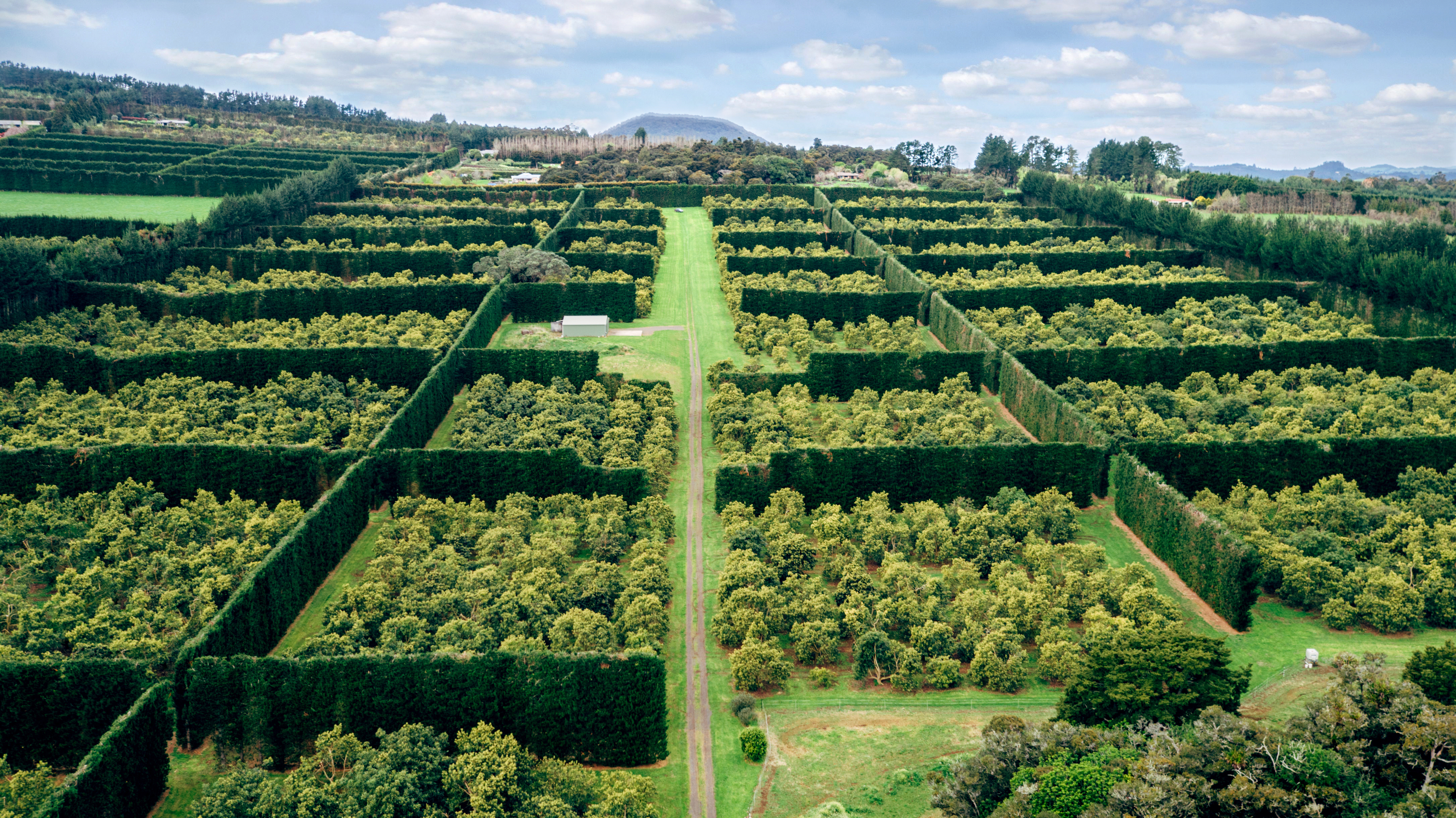 Avocado Orchard with shelter belts