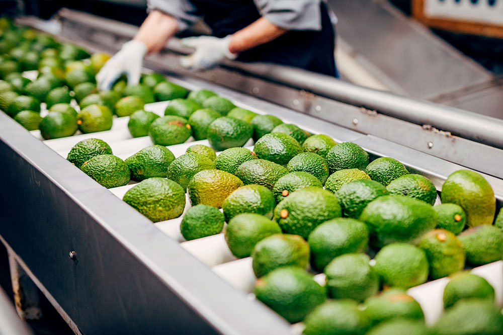 Avocados on a conveyor belt